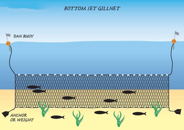 Alt kümesi Gillnet